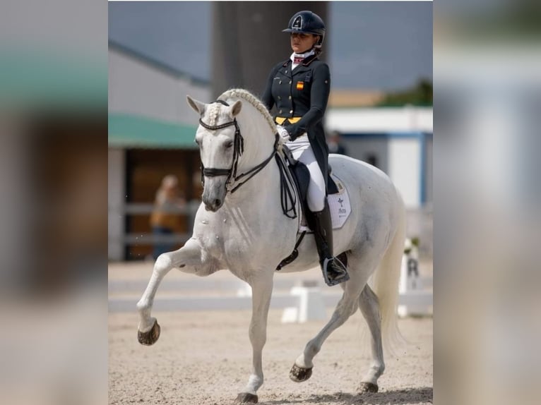 PRE Blandning Hingst 5 år 171 cm Grå in Halsou