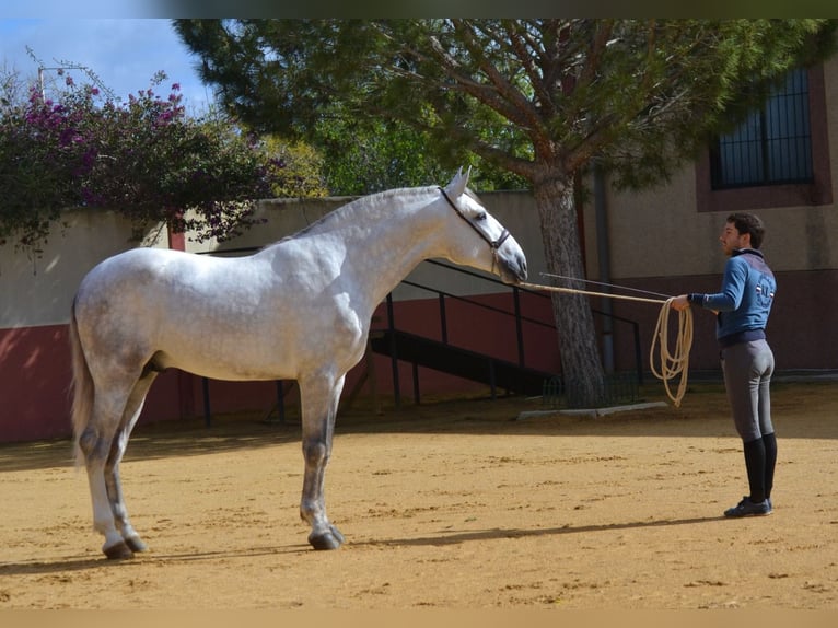 PRE Hingst 5 år 172 cm Grå in Fuentes De Andalucia