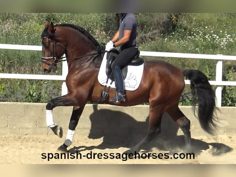 PRE Blandning Hingst 5 år 176 cm Brun in Barcelona