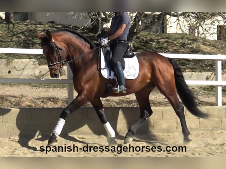 PRE Blandning Hingst 5 år 176 cm Brun in Barcelona