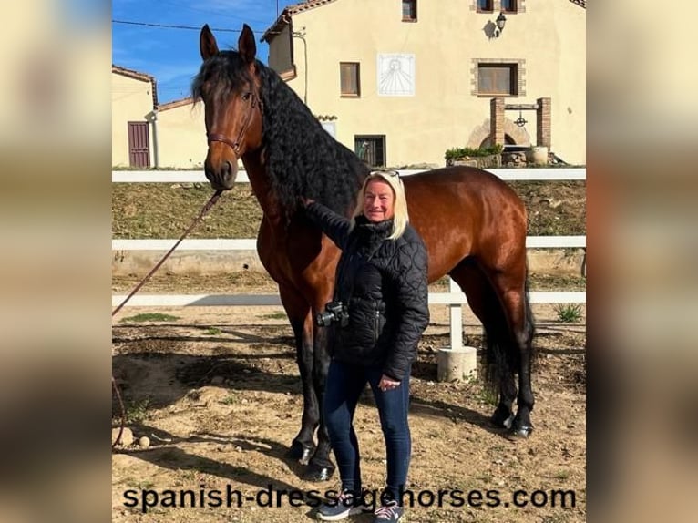 PRE Blandning Hingst 5 år 176 cm Brun in Barcelona