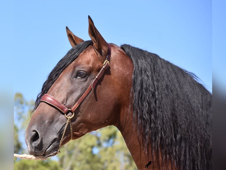 PRE Hingst 5 år 179 cm Mörkbrun in Mallorca