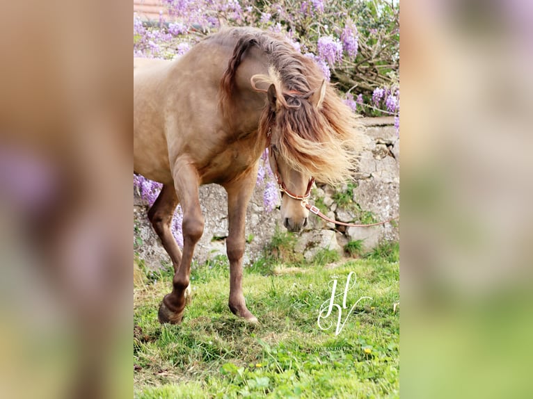 PRE Hingst 6 år 158 cm Pärla in Marly-sous-Issy