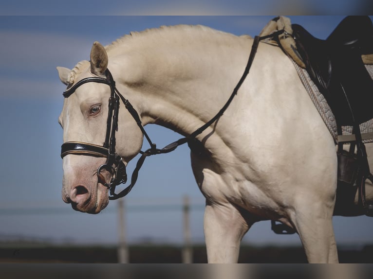 PRE Blandning Hingst 6 år 160 cm Cremello in Provins