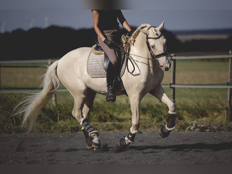 PRE Blandning Hingst 6 år 160 cm Cremello in Provins