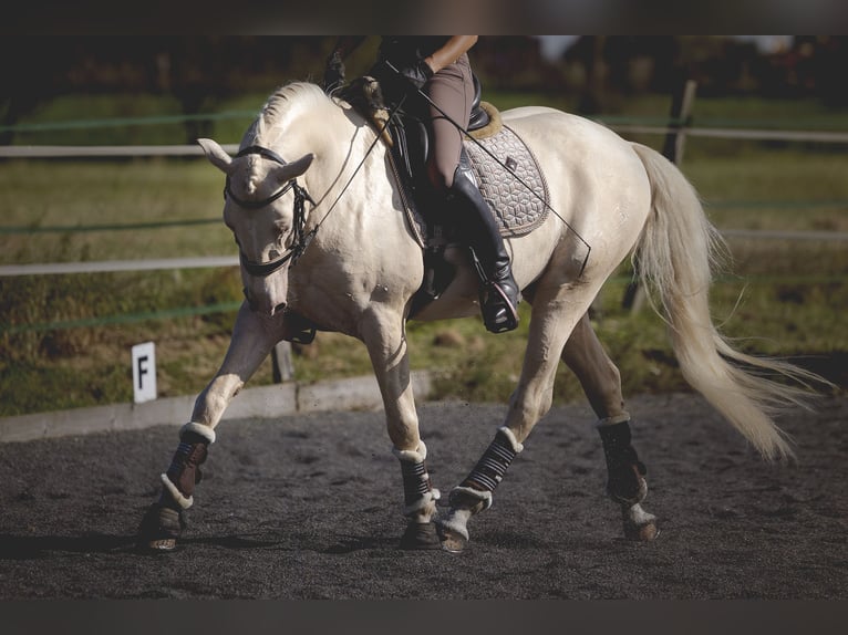 PRE Blandning Hingst 6 år 160 cm Cremello in Provins