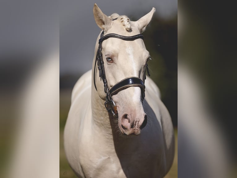 PRE Blandning Hingst 6 år 160 cm Cremello in Provins