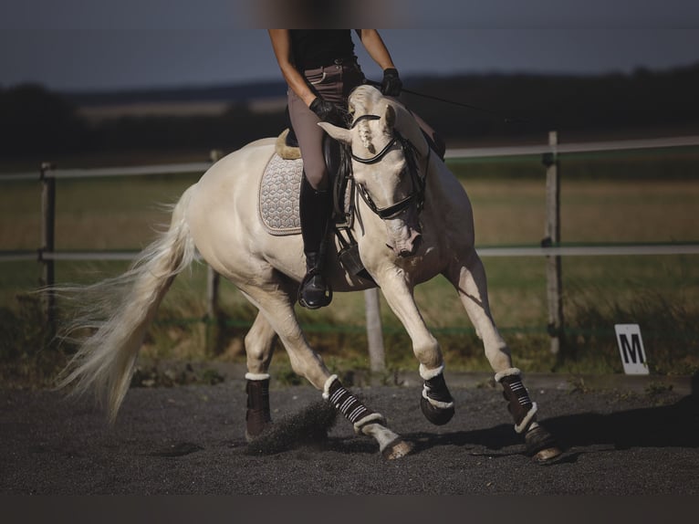 PRE Blandning Hingst 6 år 160 cm Cremello in Provins