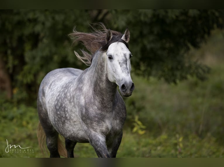 PRE Blandning Hingst 6 år 160 cm Grå in Herrsching