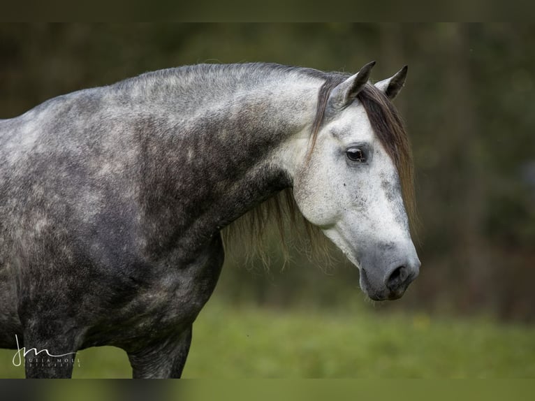 PRE Blandning Hingst 6 år 160 cm Grå in Herrsching