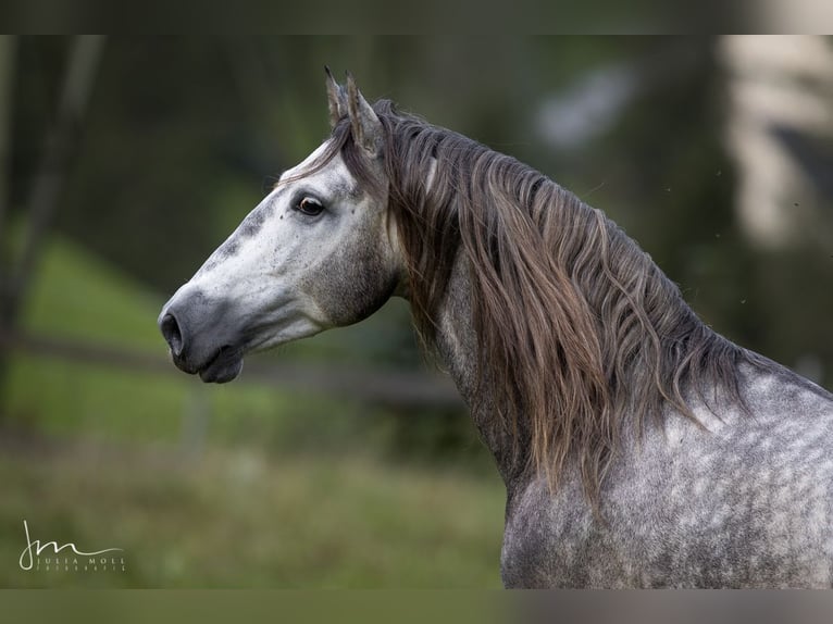 PRE Blandning Hingst 6 år 160 cm Grå in Herrsching