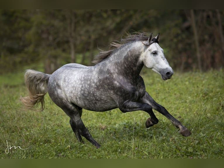 PRE Blandning Hingst 6 år 160 cm Grå in Herrsching