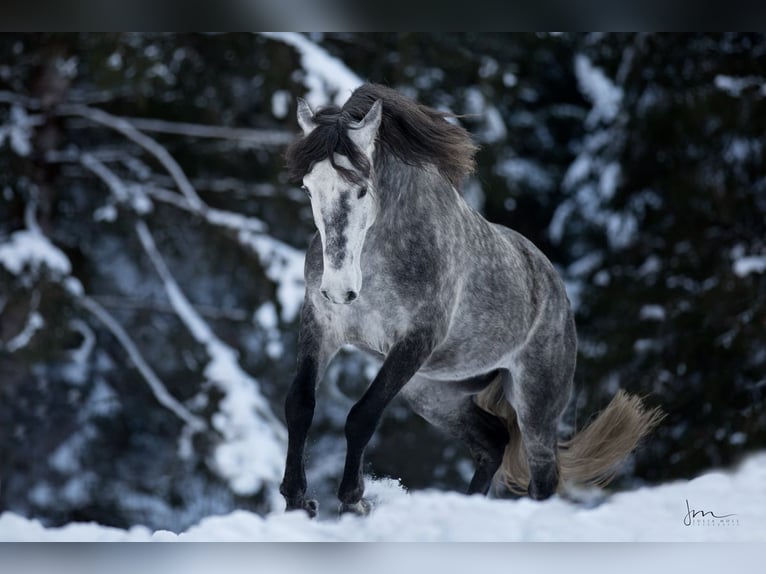 PRE Blandning Hingst 6 år 160 cm Grå in Herrsching