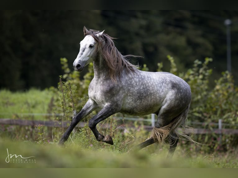 PRE Blandning Hingst 6 år 160 cm Grå in Herrsching