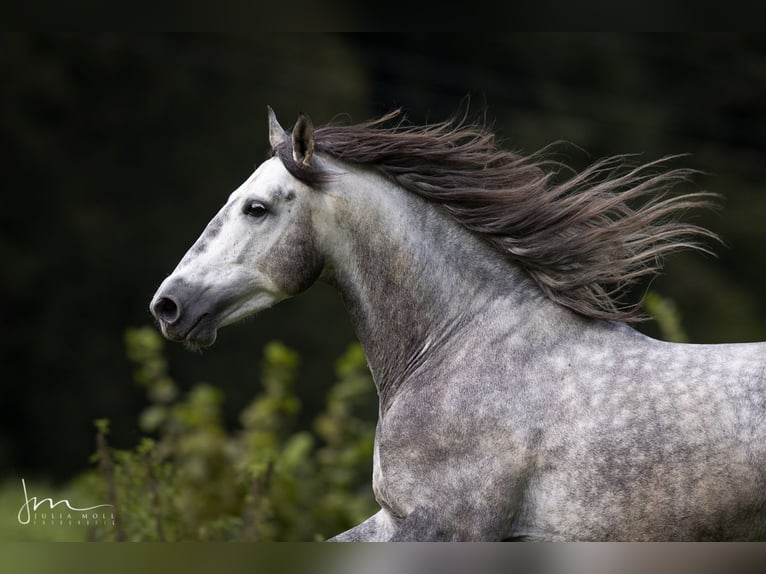 PRE Blandning Hingst 6 år 160 cm Grå in Herrsching