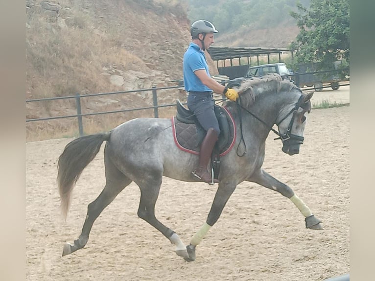 PRE Hingst 6 år 162 cm Grå in Marbella