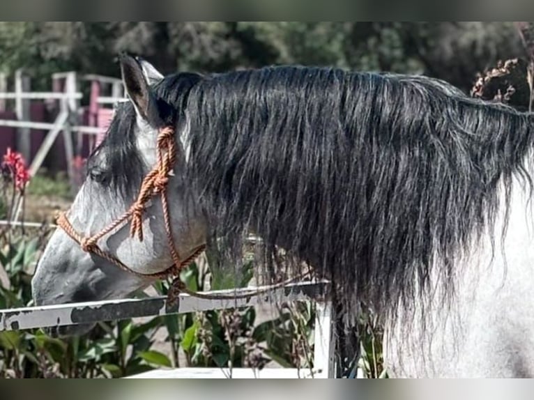 PRE Blandning Hingst 6 år 164 cm in Chiclana de la Frontera