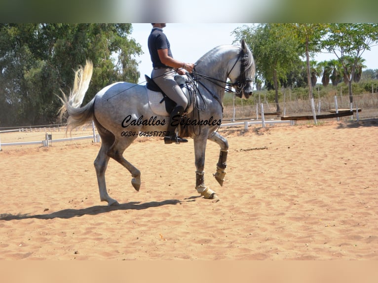 PRE Hingst 6 år 165 cm Grå in Vejer de la Frontera