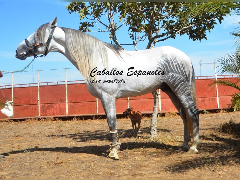 PRE Hingst 6 år 165 cm Grå in Vejer de la Frontera