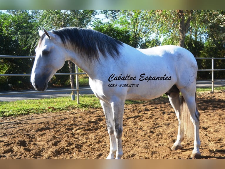 PRE Hingst 6 år 166 cm Grå in Vejer de la Frontera