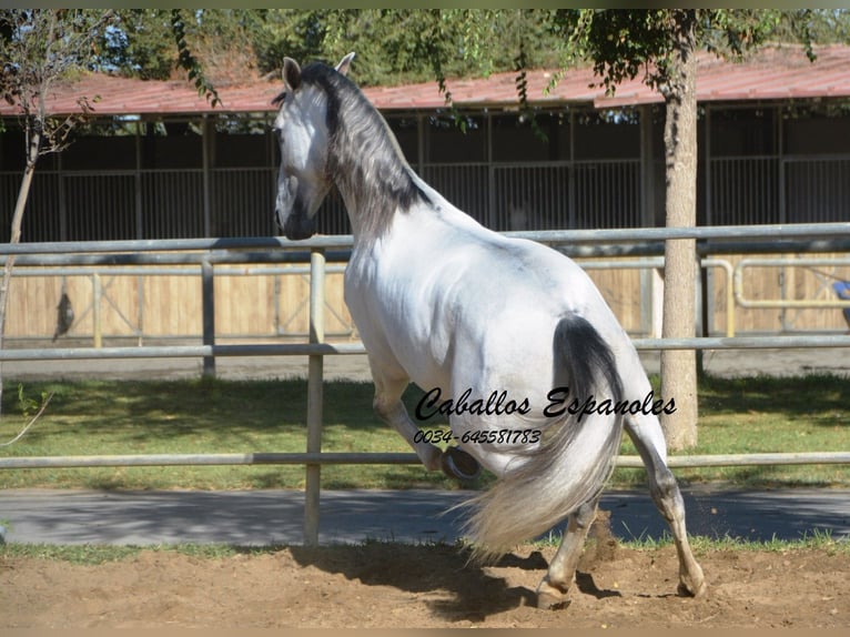 PRE Hingst 6 år 166 cm Grå in Vejer de la Frontera