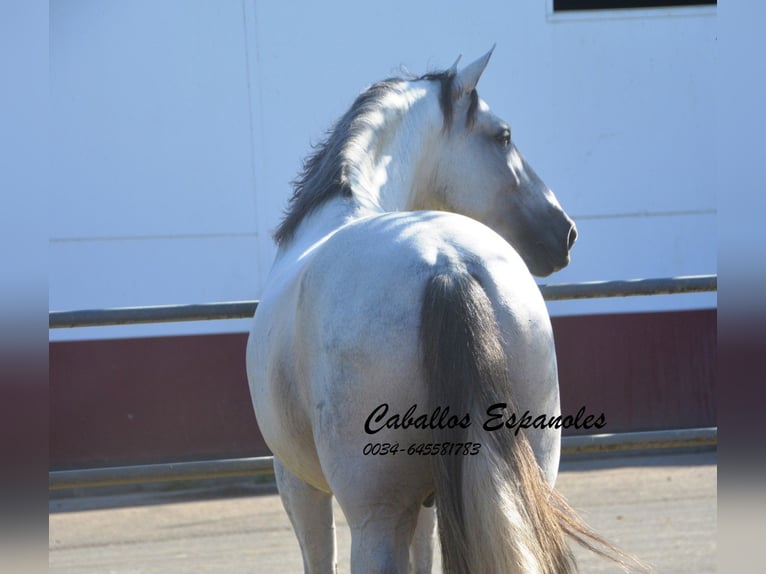 PRE Hingst 6 år 166 cm Grå in Vejer de la Frontera