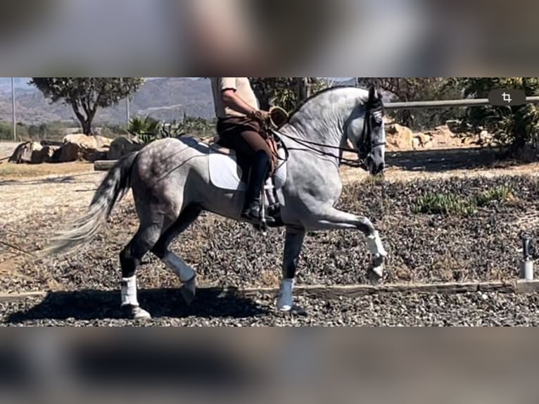 PRE Blandning Hingst 6 år 167 cm Grå in Malaga