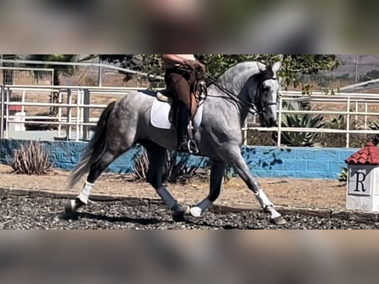 PRE Blandning Hingst 6 år 167 cm Grå in Malaga