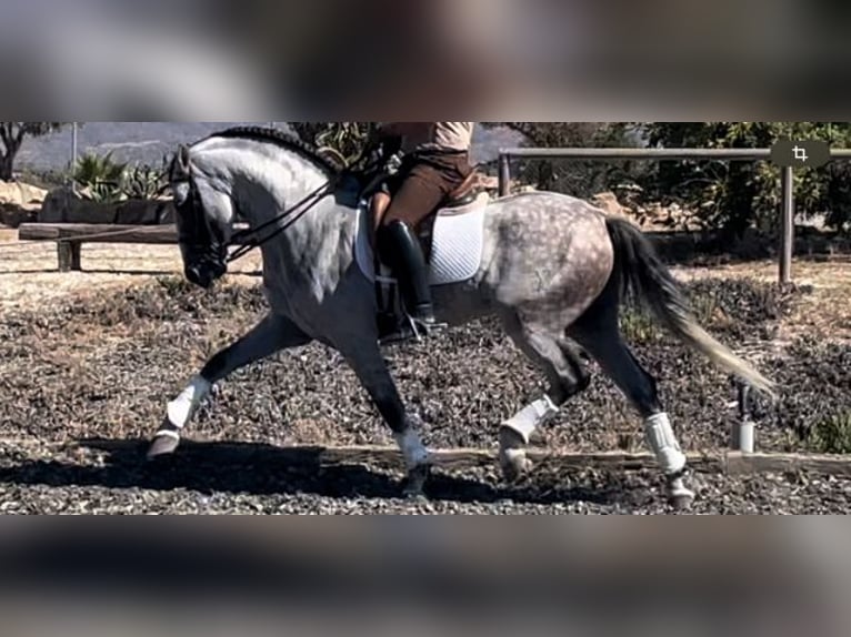 PRE Blandning Hingst 6 år 167 cm Grå in Malaga