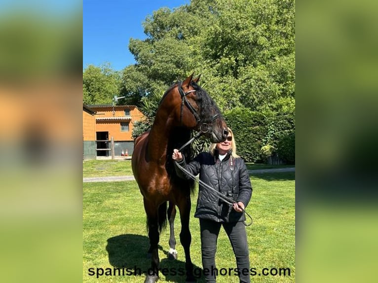 PRE Hingst 6 år 168 cm Brun in Barcelona