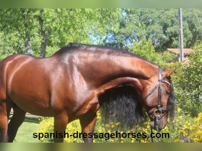 PRE Hingst 6 år 168 cm Brun in Barcelona