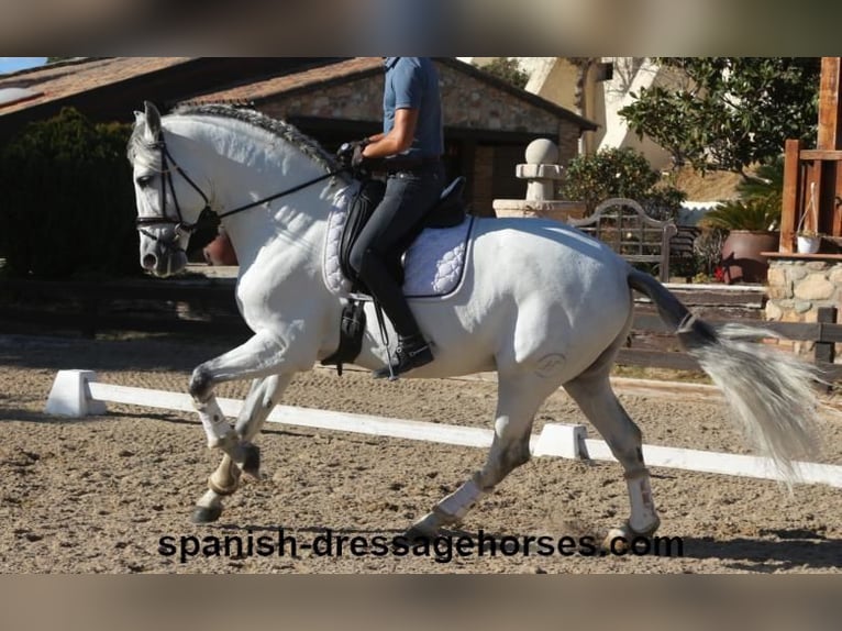 PRE Blandning Hingst 6 år 168 cm Grå in Barcelona