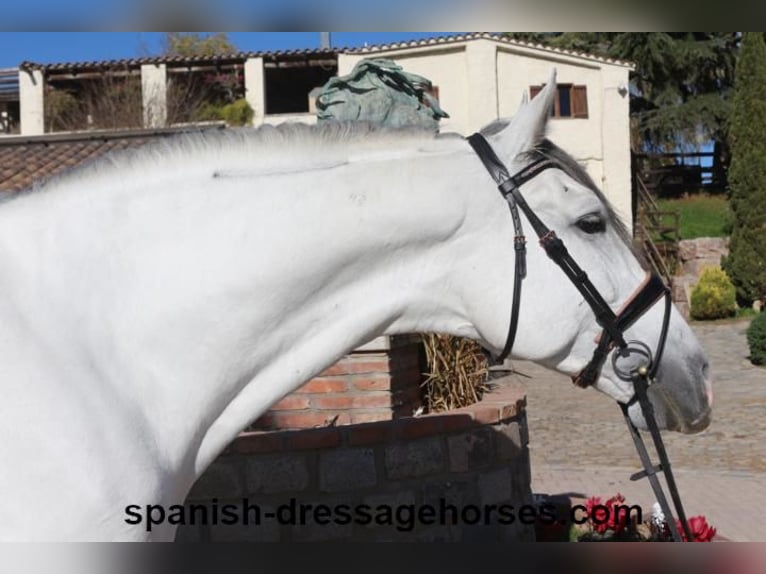 PRE Blandning Hingst 6 år 168 cm Grå in Barcelona