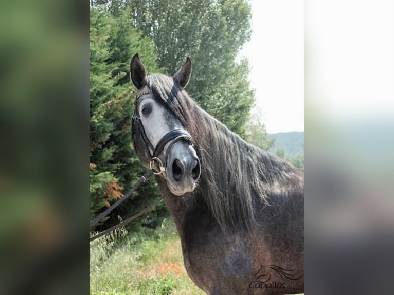 PRE Hingst 6 år 170 cm Grå in Leon