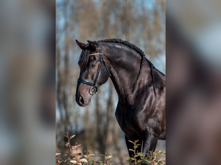 PRE Blandning Hingst 6 år 171 cm Rökfärgad svart in Vinkeveen