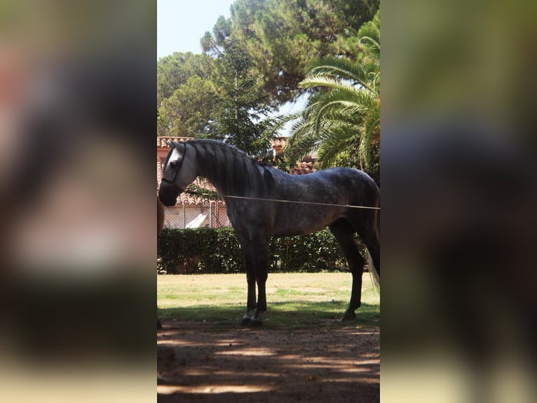 PRE Blandning Hingst 7 år 166 cm Gråskimmel in Hamburg