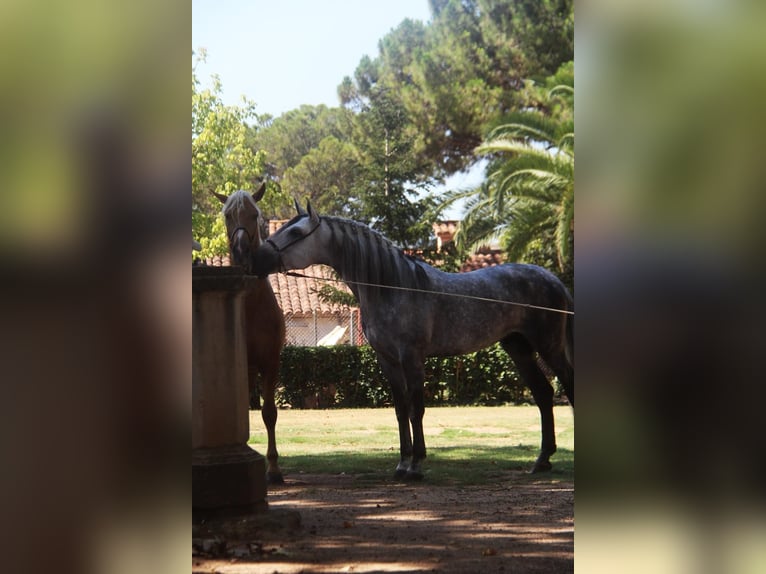 PRE Blandning Hingst 7 år 166 cm Gråskimmel in Hamburg