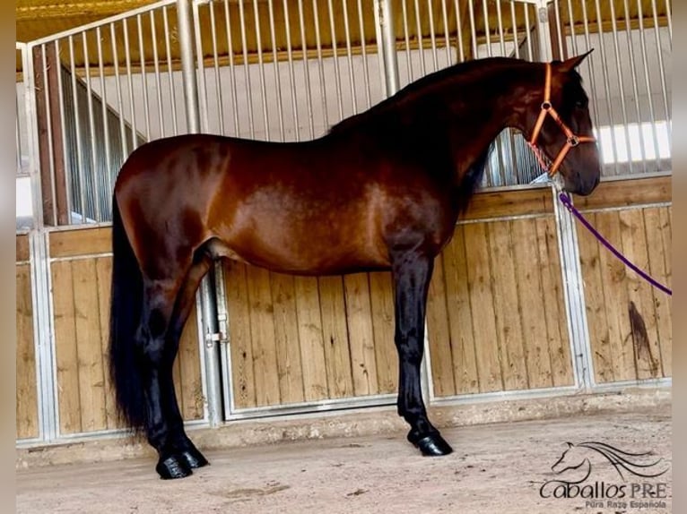 PRE Hingst 7 år 167 cm Brun in Badajoz