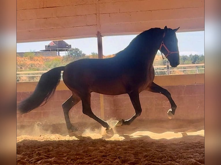 PRE Hingst 7 år 167 cm Brun in Badajoz