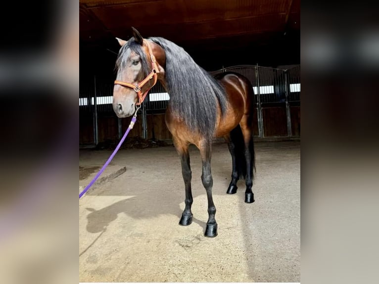 PRE Hingst 7 år 167 cm Brun in Badajoz