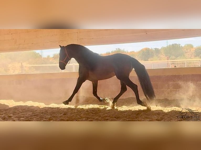 PRE Hingst 7 år 168 cm Brun in Badajoz