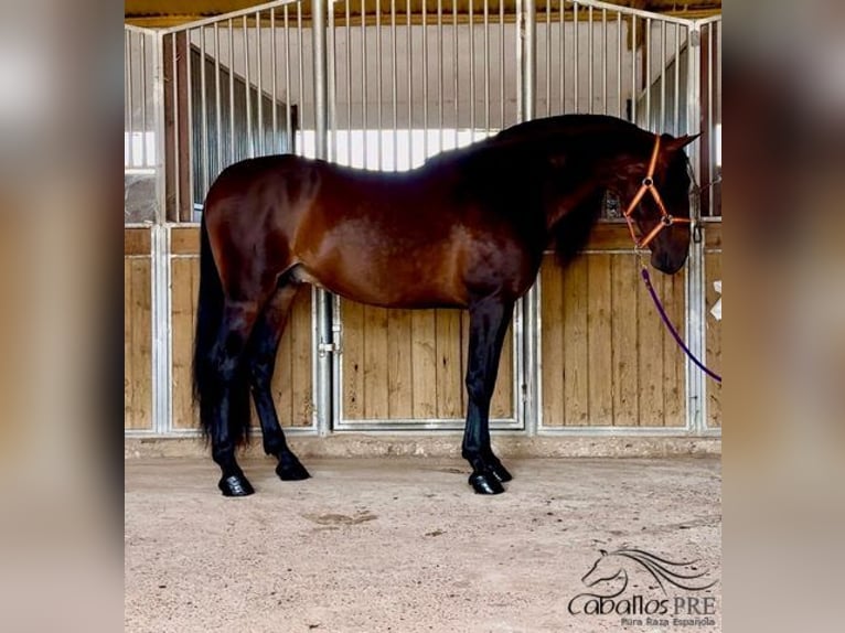 PRE Hingst 7 år 168 cm Brun in Badajoz