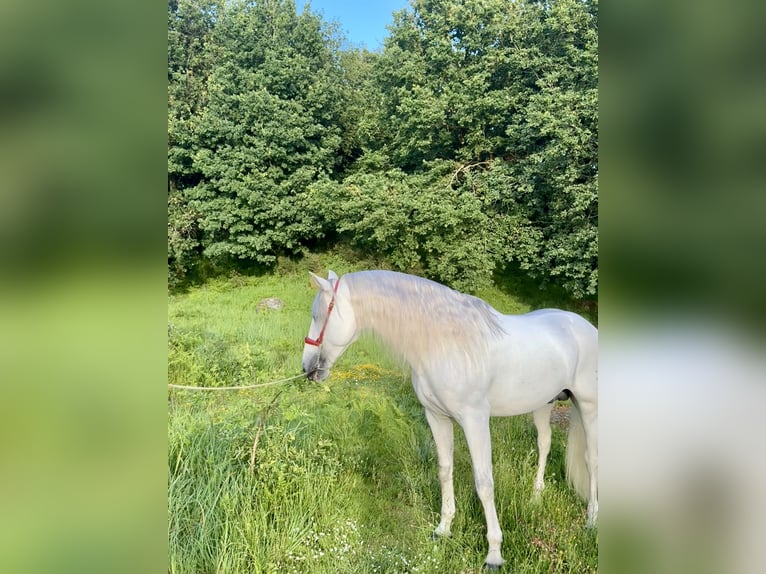 PRE Hingst 7 år 168 cm Grå in Silleda (Casco Urbano)