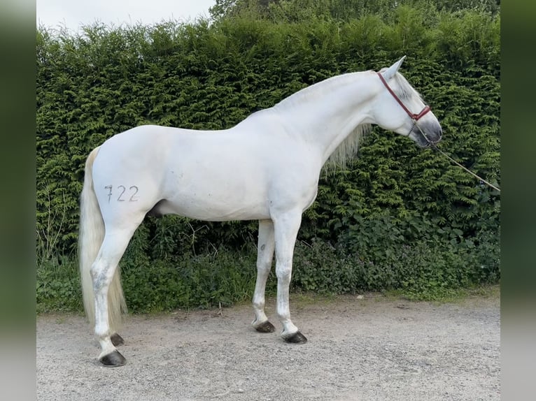 PRE Hingst 7 år 168 cm Grå in Silleda (Casco Urbano)