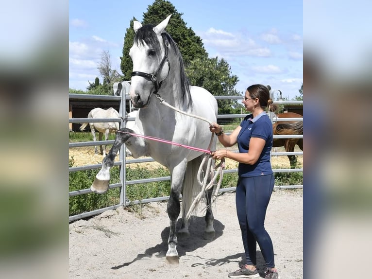 PRE Hingst 7 år 173 cm Grå in Châteaurenard