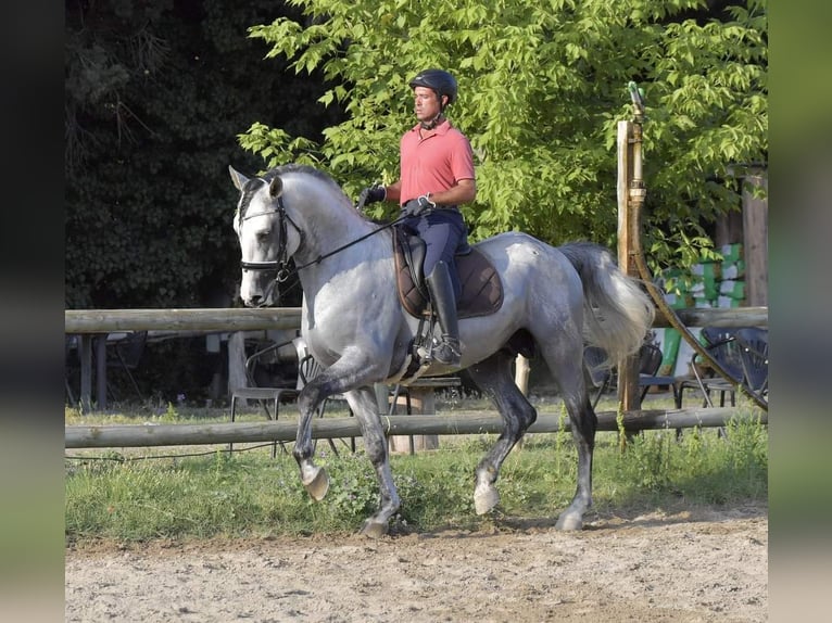 PRE Hingst 7 år 173 cm Grå in Châteaurenard