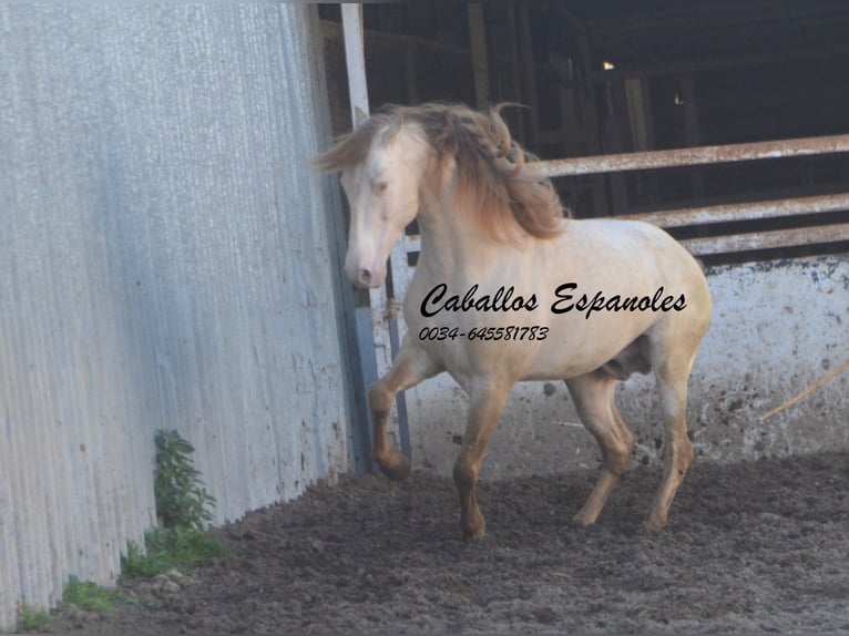 PRE Hingst 8 år 158 cm Perlino in Vejer de la Frontera