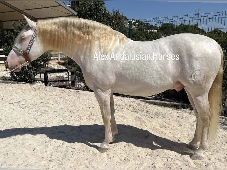 PRE Blandning Hingst 8 år 160 cm Perlino in Sevilla