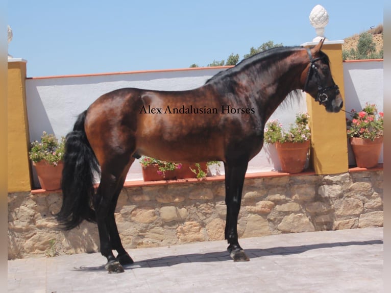 PRE Blandning Hingst 8 år 162 cm Brun in Sevilla