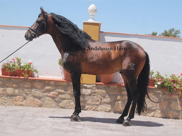 PRE Blandning Hingst 8 år 162 cm Brun in Sevilla